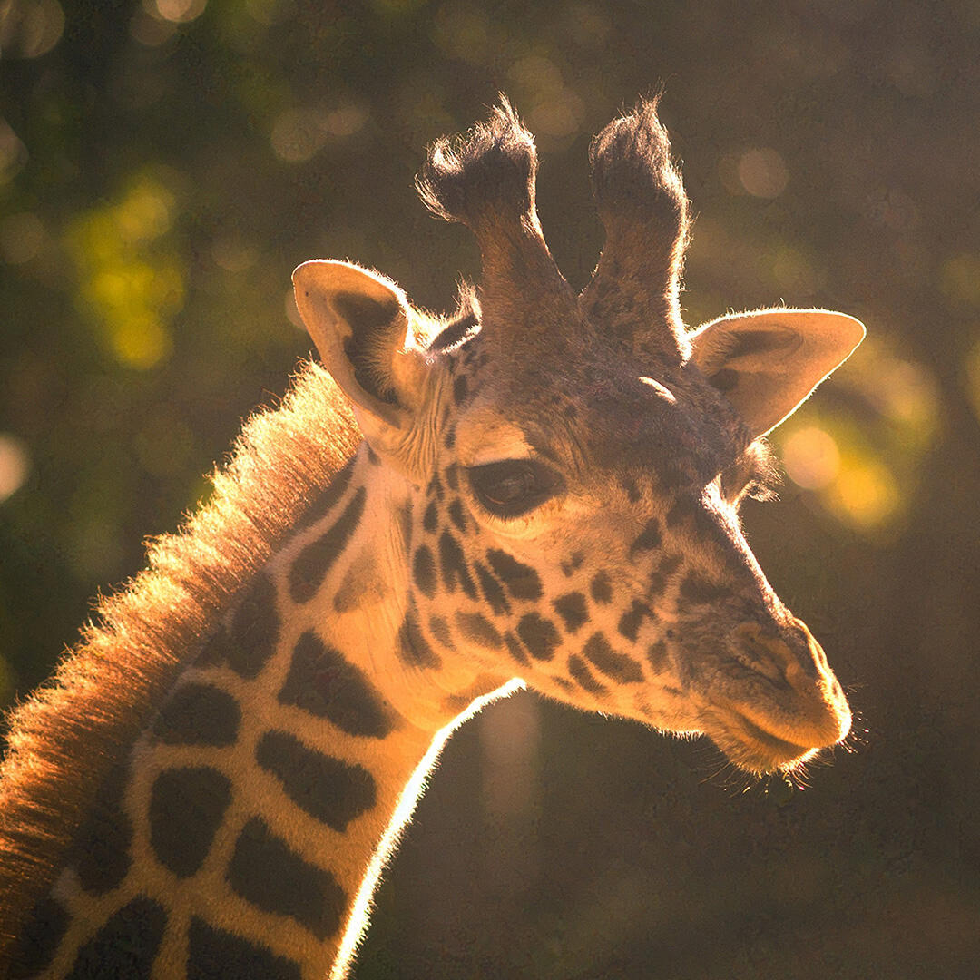LA Zoo